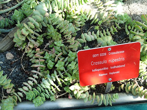 Concertina plant: Botanical specimen. The University of Helsinki Botanical Garden at Kaisaniemi