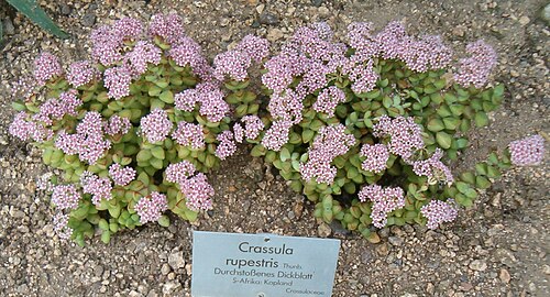 Concertina plant: Location: Botanical Gardens Berlin Dahlem Xerophyt