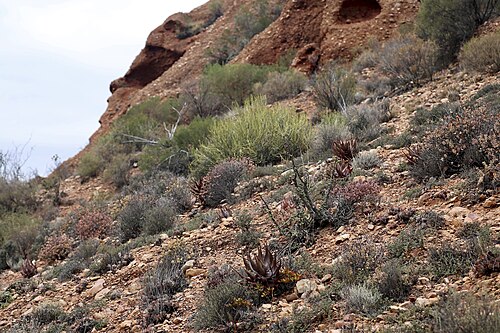 Concertina plant: South Africa, Western Cape, Little Karoo, Swartberg mountains, Calitzdorp area close to Red Mountain Private Nature Reserve.