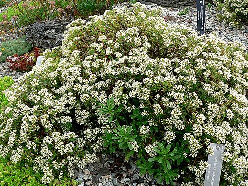 Crassula sarcocaulis: Photo of Crassula sarcocaulis at the UBC Botanical Garden