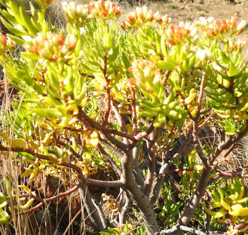 Crassula sarcocaulis (Crassula sarcocaulis)