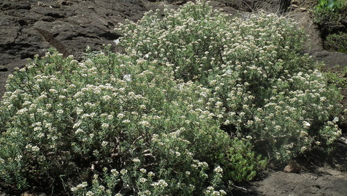 Crassula sarcocaulis (Crassula sarcocaulis)