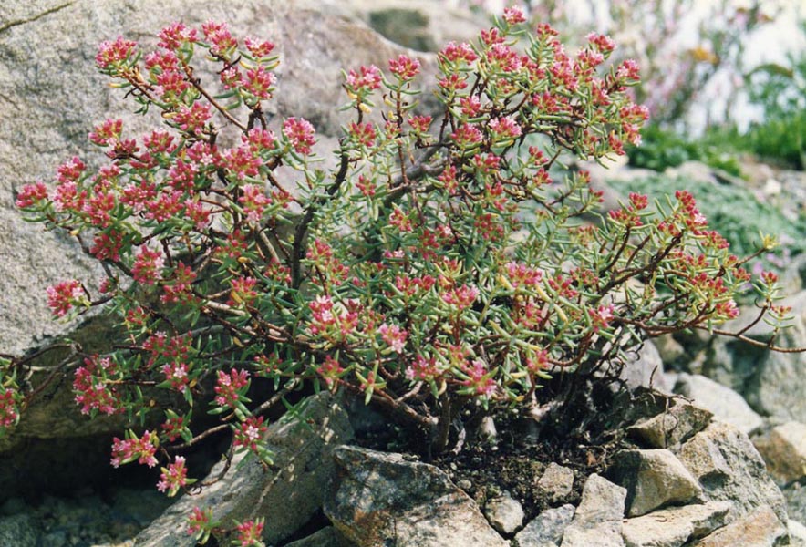 Crassula sarcocaulis: Crassula sarcocaulis