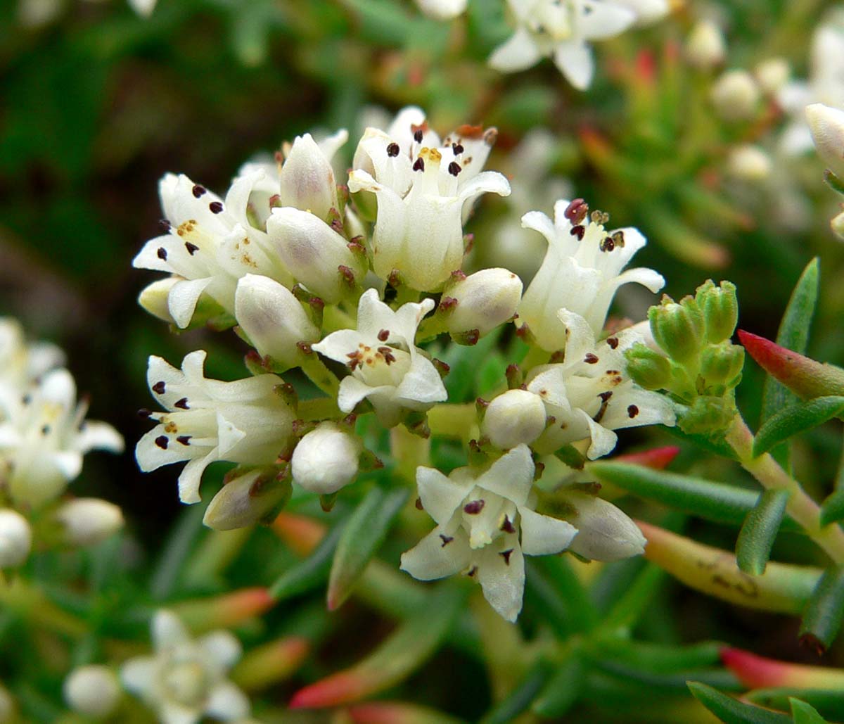 Crassula sarcocaulis: Photo of Crassula sarcocaulis at the UBC Botanical Garden