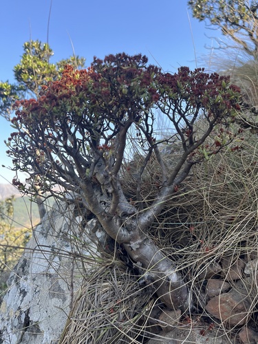 Crassula sarcocaulis (Crassula sarcocaulis)