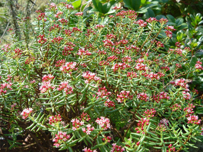 Crassula sarcocaulis: Crassula sarcocaulis