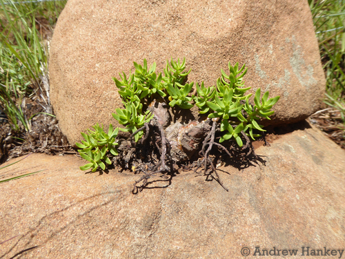 Crassula sarcocaulis (Crassula sarcocaulis)
