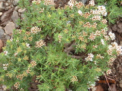 Crassula sarcocaulis (Crassula sarcocaulis)