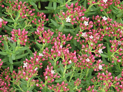 Crassula sarcocaulis: Crassula sarcocaulis