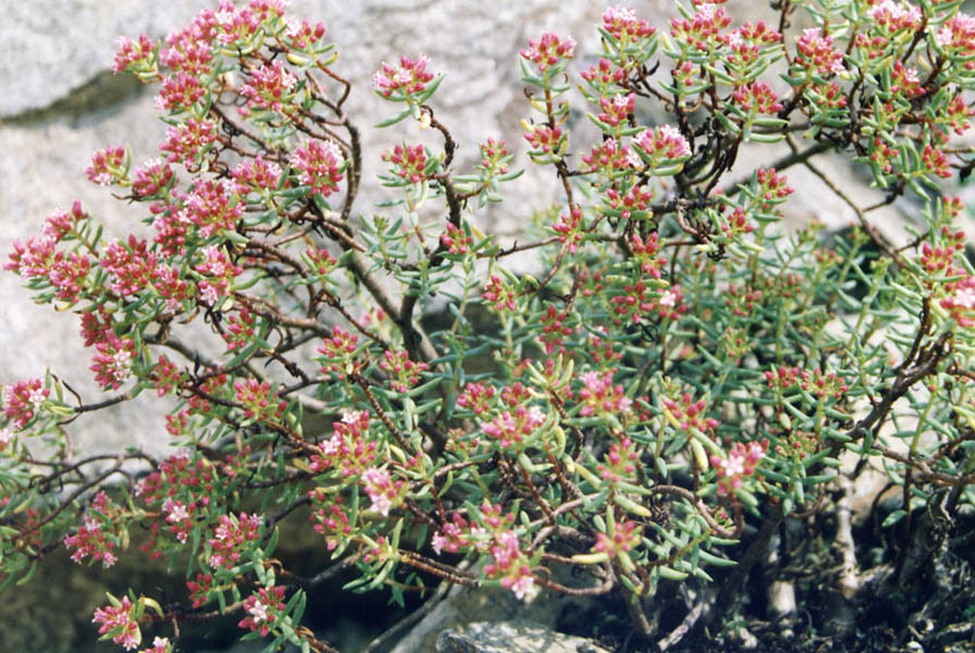 Crassula sarcocaulis: Crassula sarcocaulis