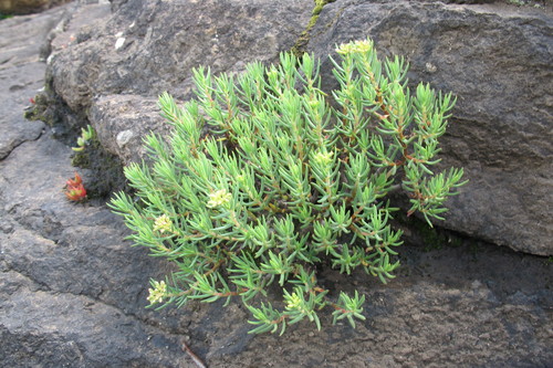 Crassula sarcocaulis (Crassula sarcocaulis)