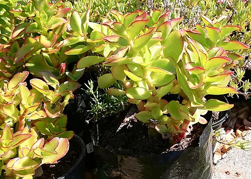 Crassula sarmentosa: Crassula sarmentosa