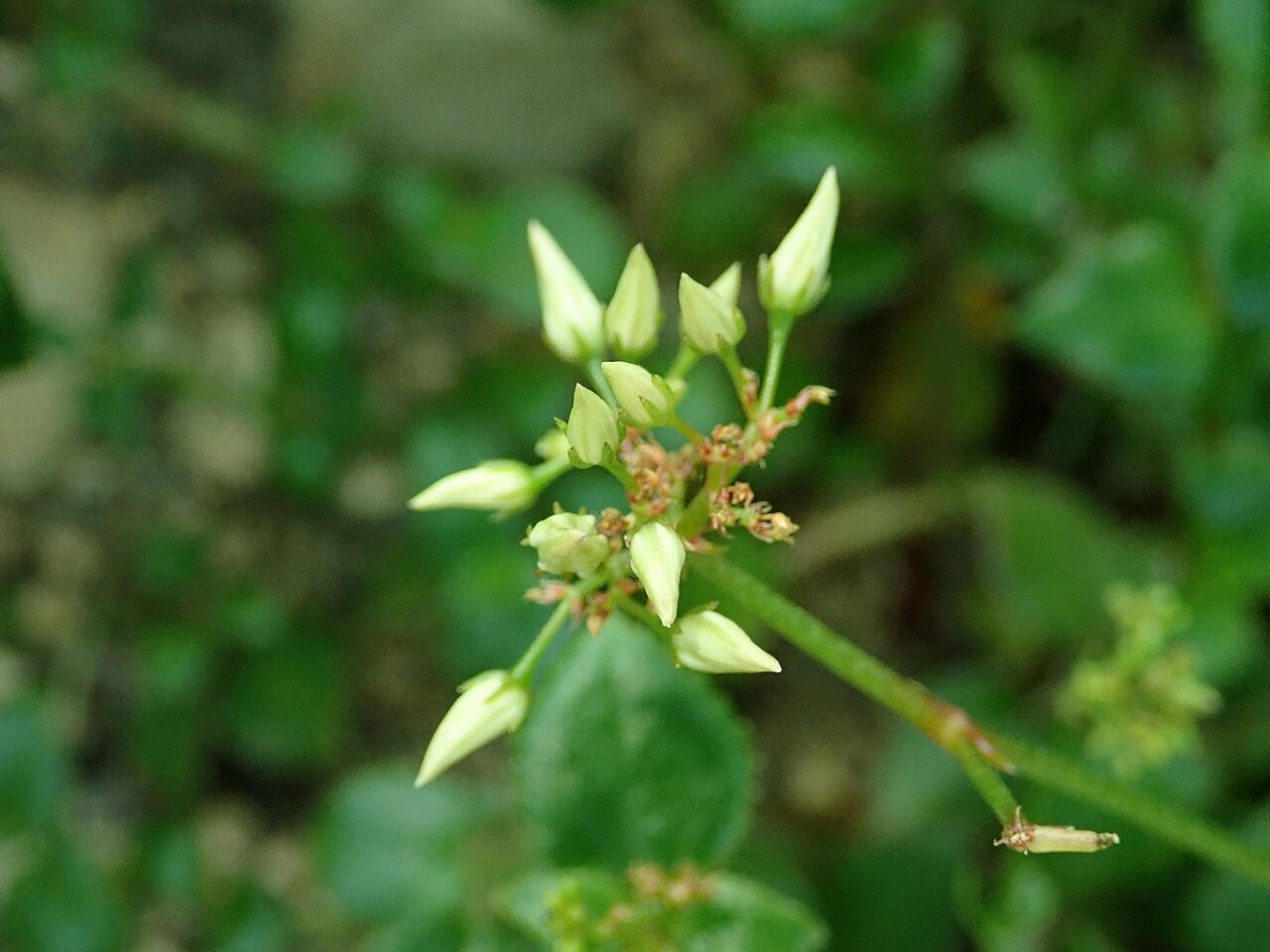 Crassula sarmentosa: Crassula sarmentosa var. sarmentosa , botanical garden in Berlin.