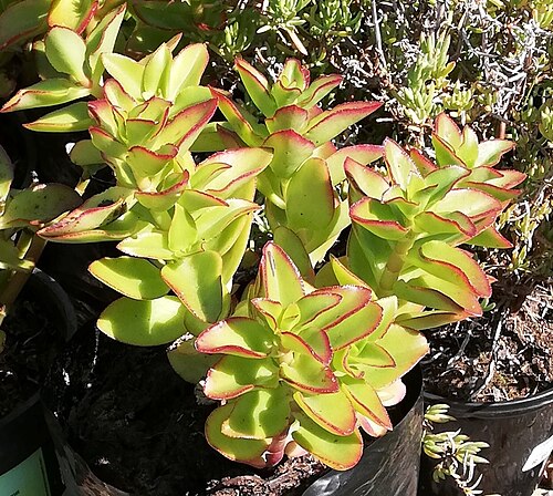 Crassula sarmentosa: Crassula sarmentosa