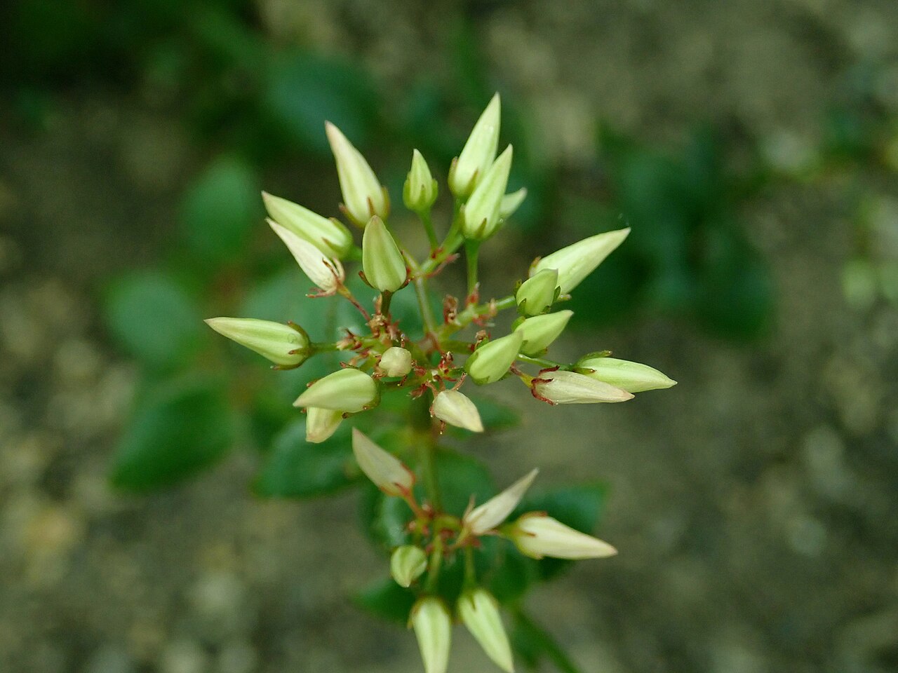 Crassula sarmentosa: Crassula sarmentosa var. sarmentosa , botanical garden in Berlin.
