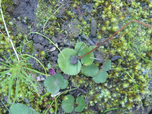 Crassula saxifraga (Crassula saxifraga)