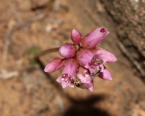 Crassula saxifraga (Crassula saxifraga)