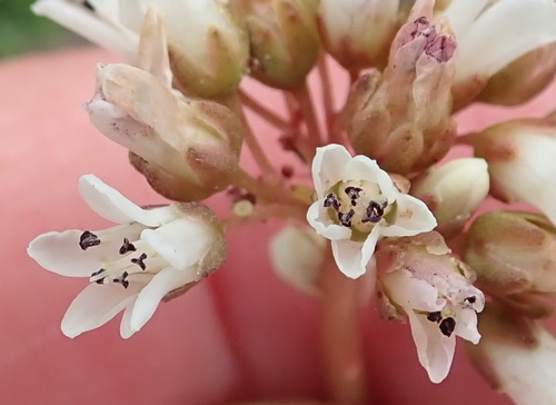 Crassula saxifraga (Crassula saxifraga)
