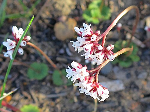 Crassula saxifraga: Crassula saxifraga flowers