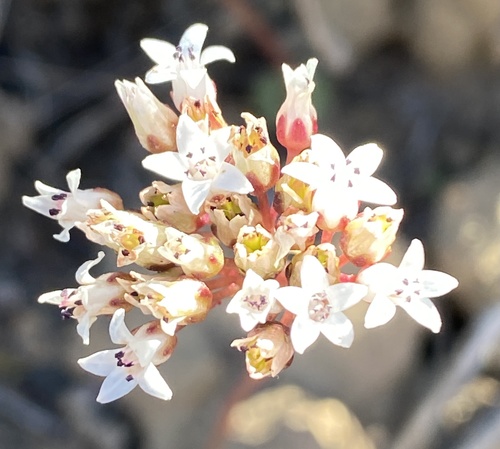 Crassula saxifraga (Crassula saxifraga)