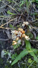 Crassula saxifraga (Crassula saxifraga)