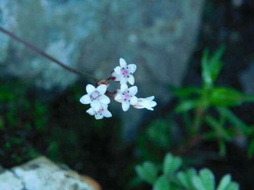 Crassula saxifraga (Crassula saxifraga)