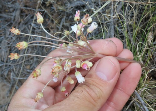Crassula saxifraga (Crassula saxifraga)