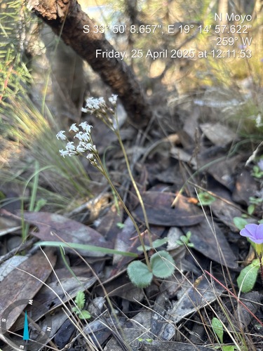 Crassula saxifraga (Crassula saxifraga)