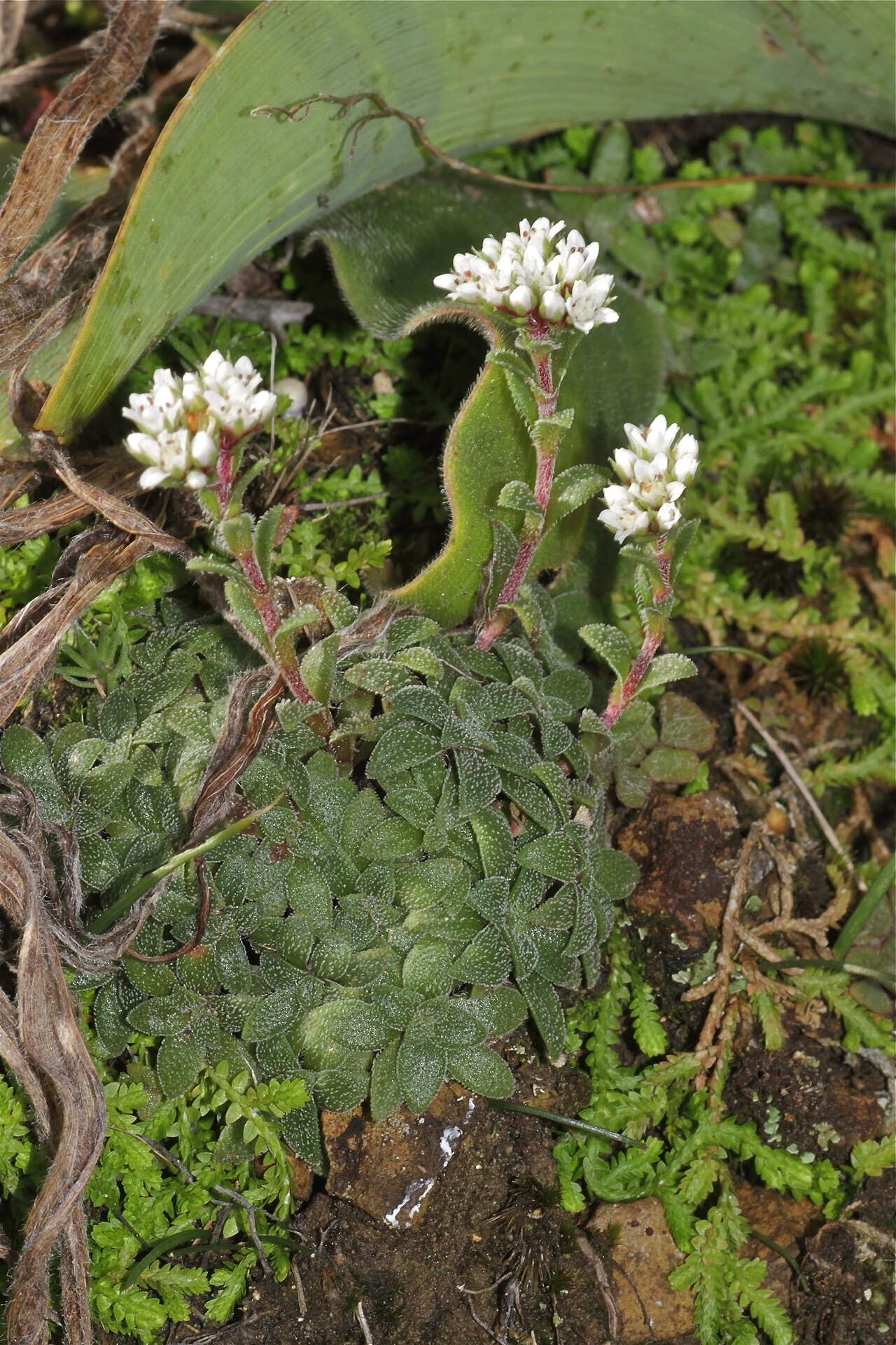 South African pygmyweed: South Africa, Drakensberg, Royal Natal National Park.