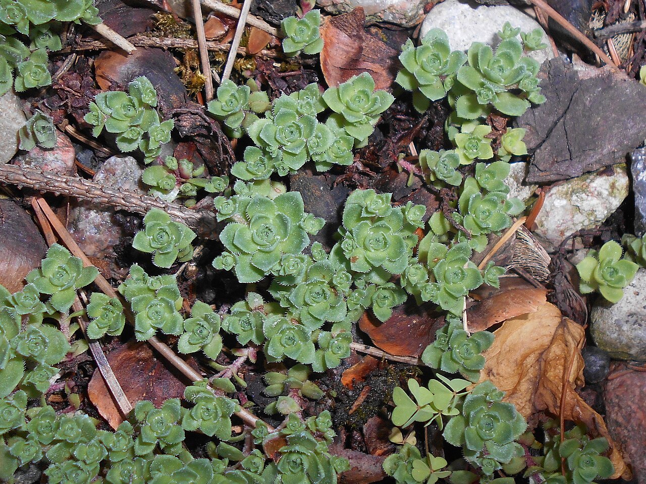 South African pygmyweed: Crassula milfordiae , Botanical Garden in Poznań, Poland.