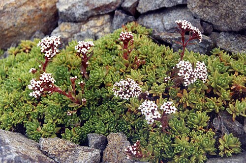 South African pygmyweed: Crassula setulosa var. curta