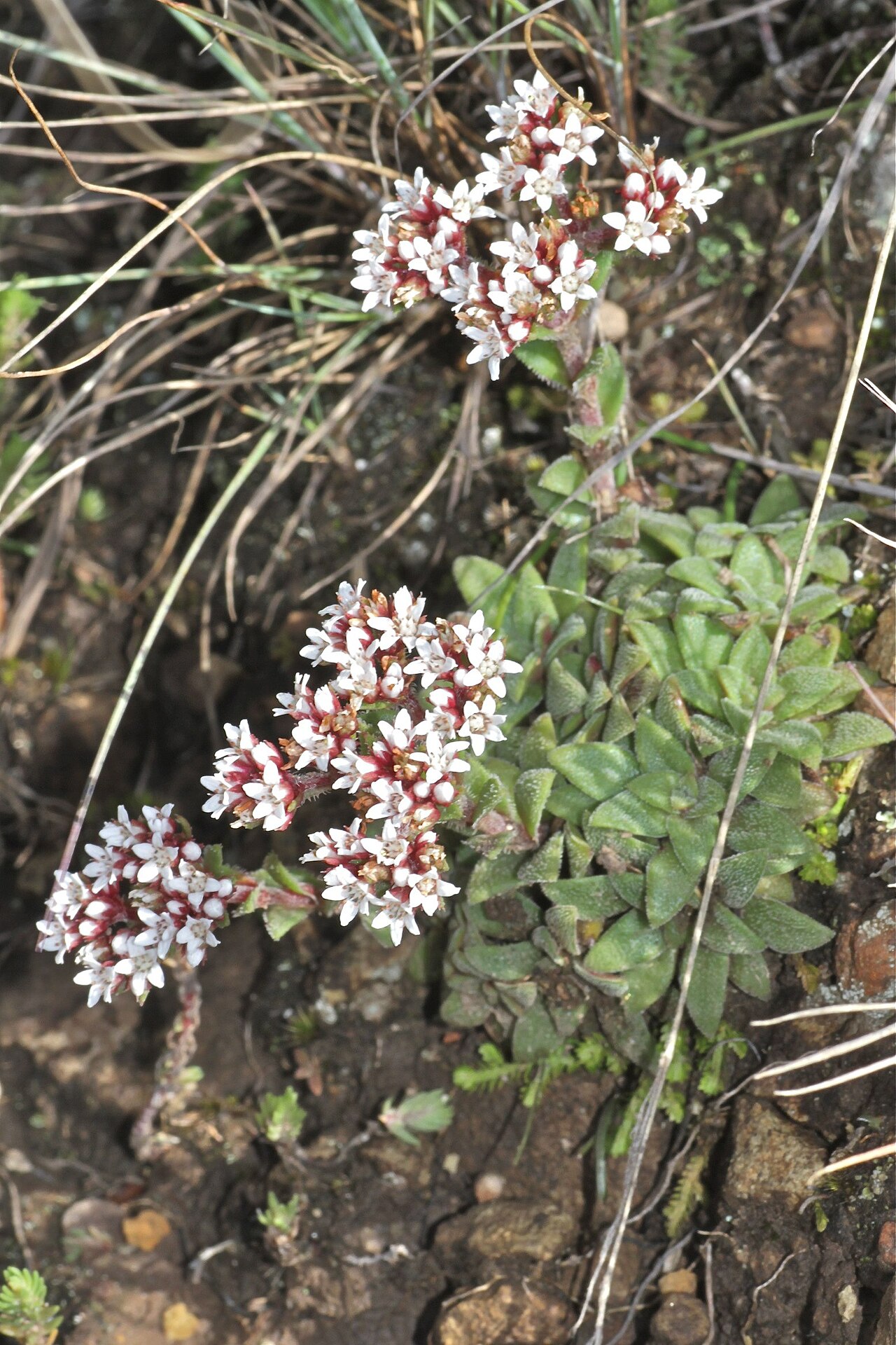 South African pygmyweed: South Africa, Drakensberg, Royal Natal National Park.