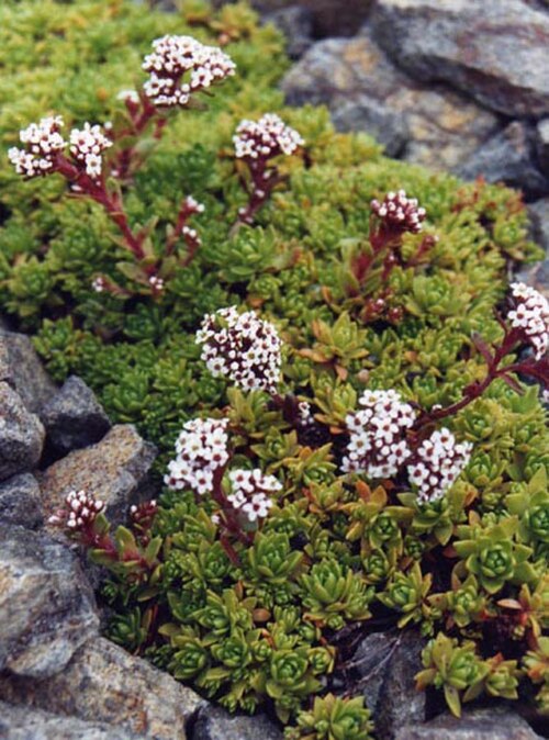 South African pygmyweed: Crassula setulosa var. curta