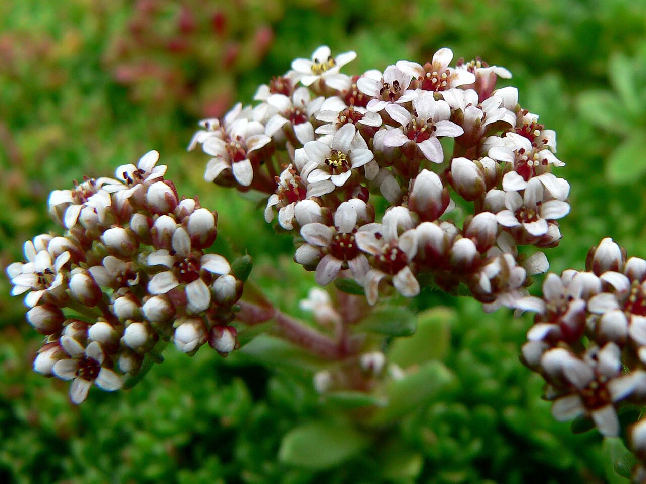 South African pygmyweed: Photo of Crassula milfordiae at the UBC Botanical Garden