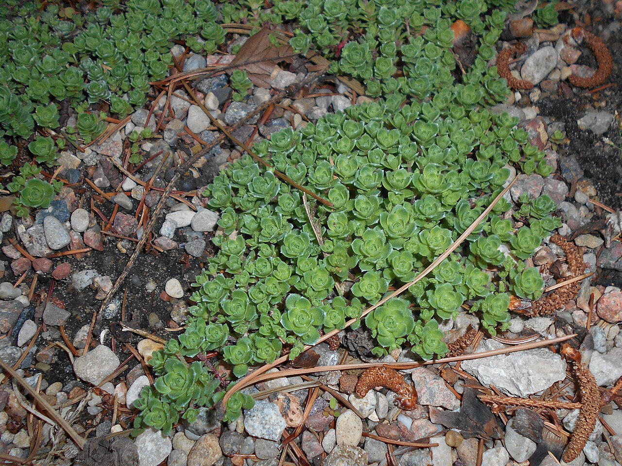 South African pygmyweed: Crassula milfordiae , Botanical Garden in Poznań, Poland.