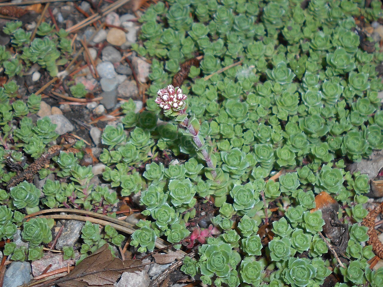 South African pygmyweed: Crassula milfordiae , Botanical Garden in Poznań, Poland.