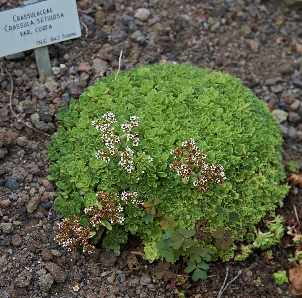 South African pygmyweed: Crassula setulosa var. Curta in de Kruidtuin in Leuven, België