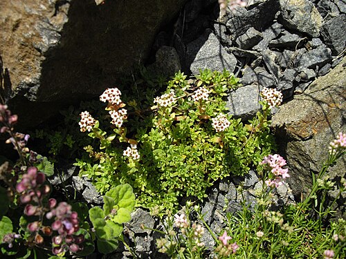 South African pygmyweed: Crassula setulosa 'Milfordiae'