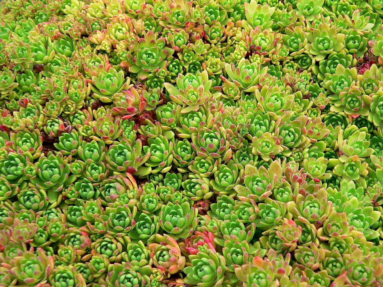 South African pygmyweed: Photo of Crassula milfordiae at the UBC Botanical Garden