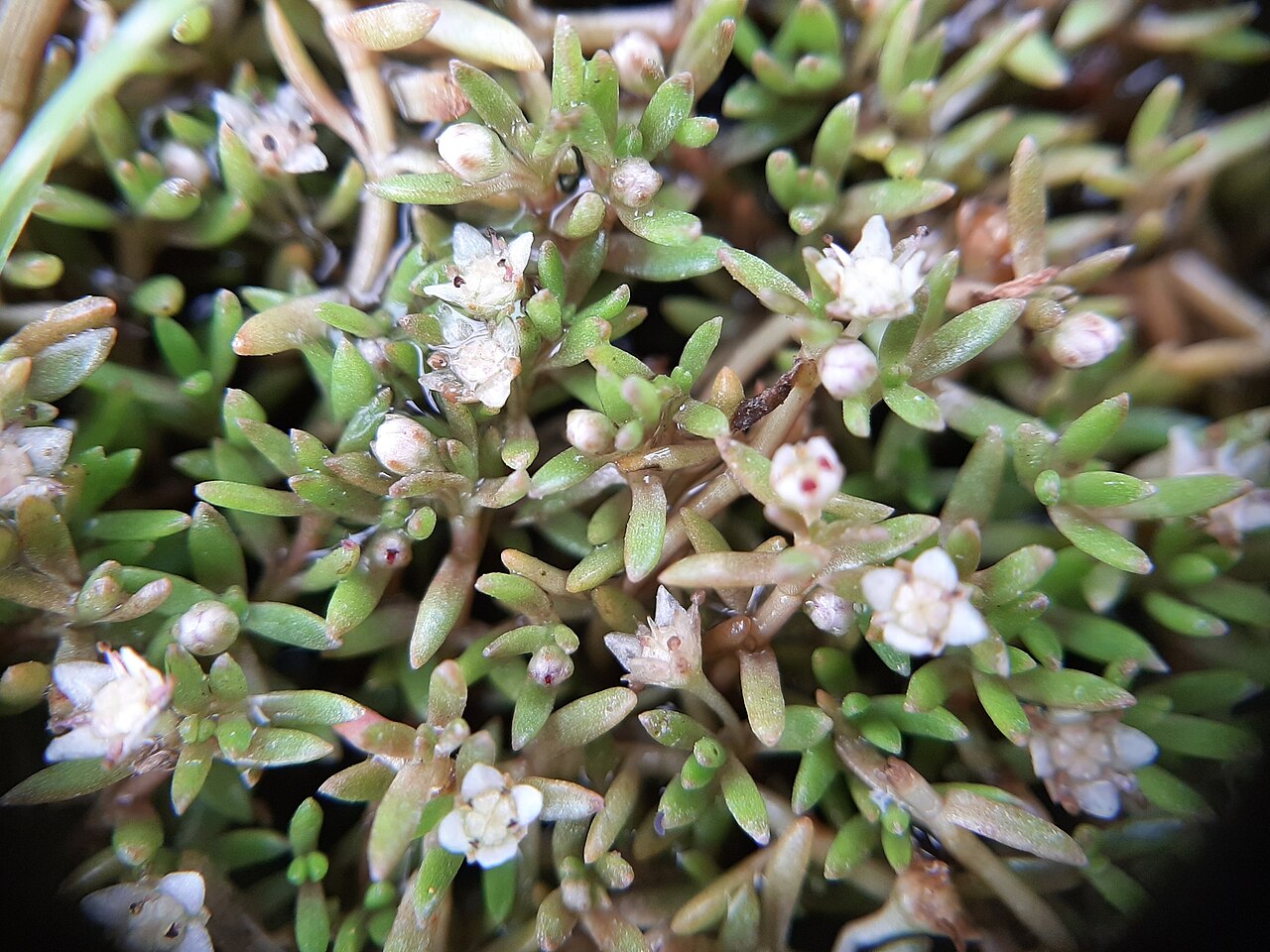 Crassula sinclairii: Crassula sinclairii. Species of plant.