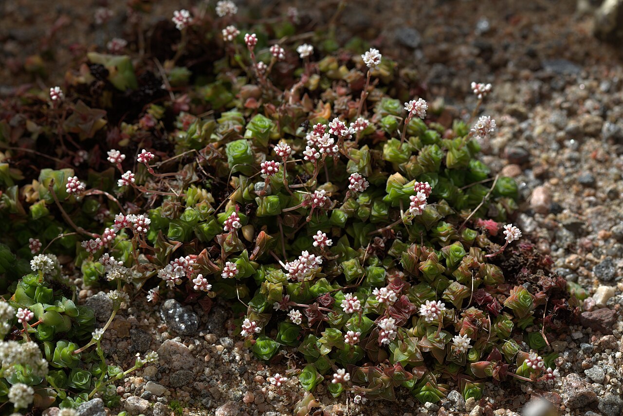 Crassula socialis: Crassula socialis at Gotenburg Botanical Garden in 2015. Plant id: 2004-2172 p G -- Lund C