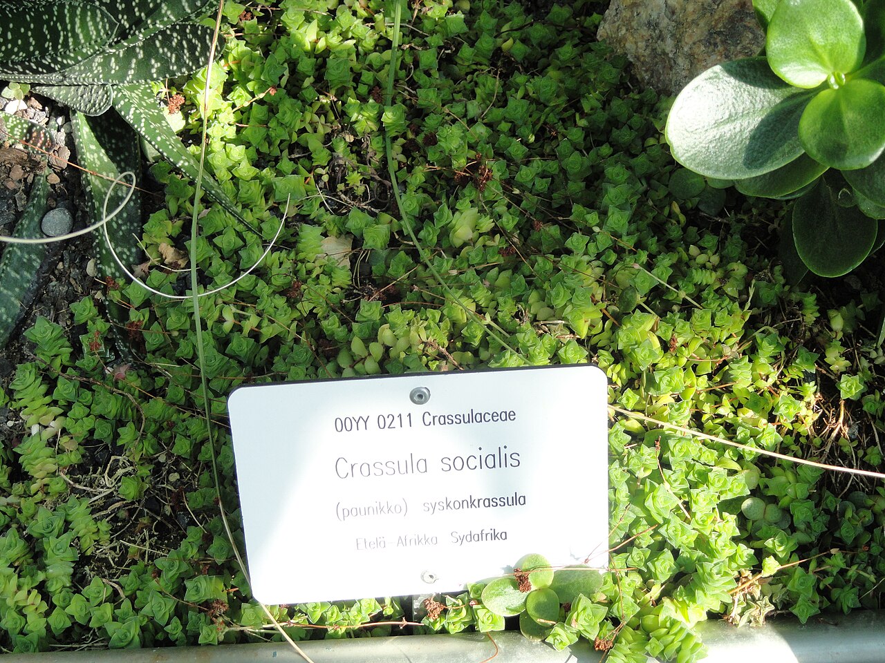Crassula socialis: Botanical specimen. The University of Helsinki Botanical Garden at Kaisaniemi