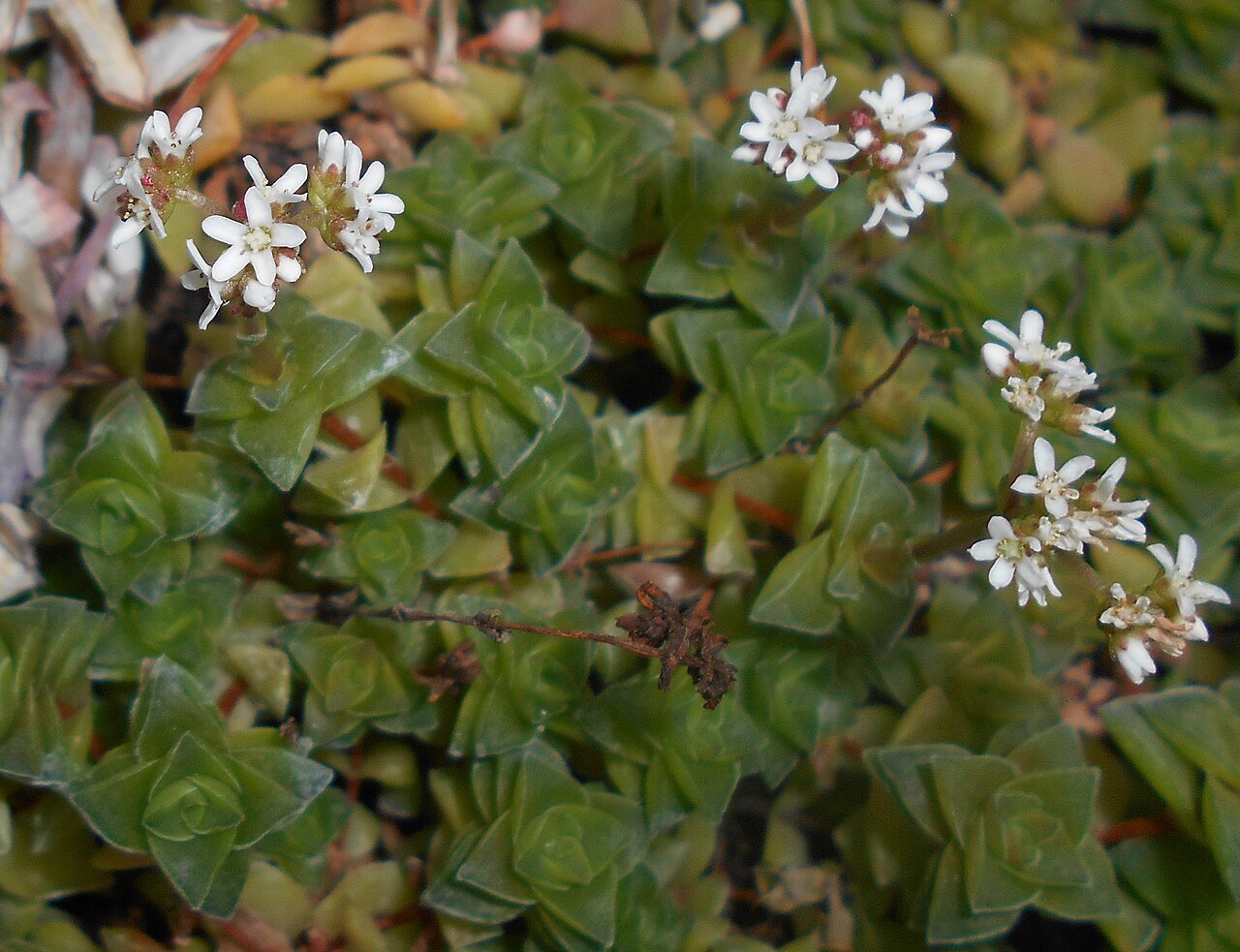 Crassula socialis: Crassula socialis , Ogród Botaniczny UMCS w Lublinie.