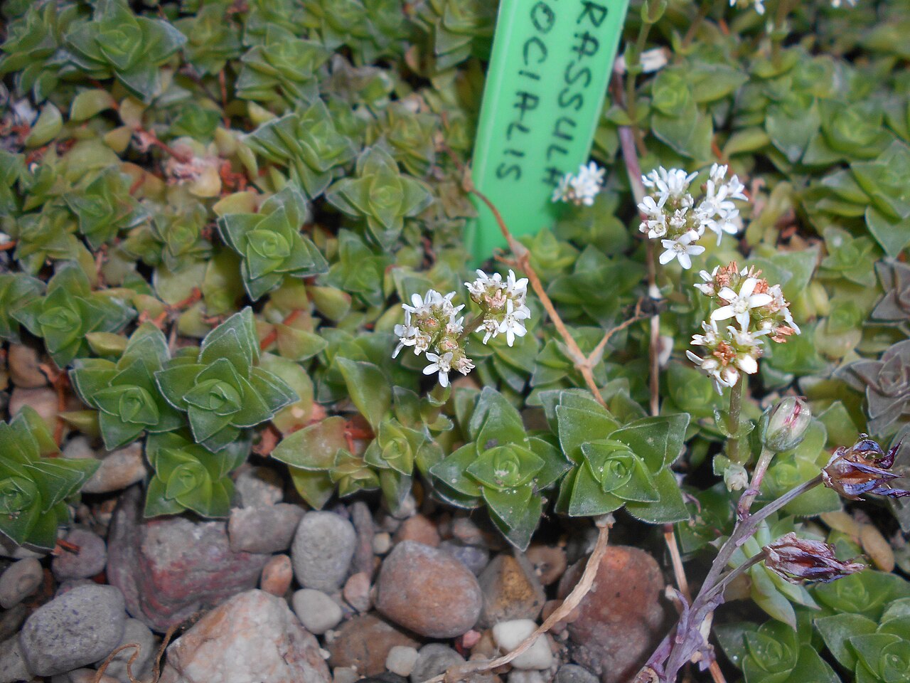 Crassula socialis: Crassula socialis , Ogród Botaniczny UMCS w Lublinie.