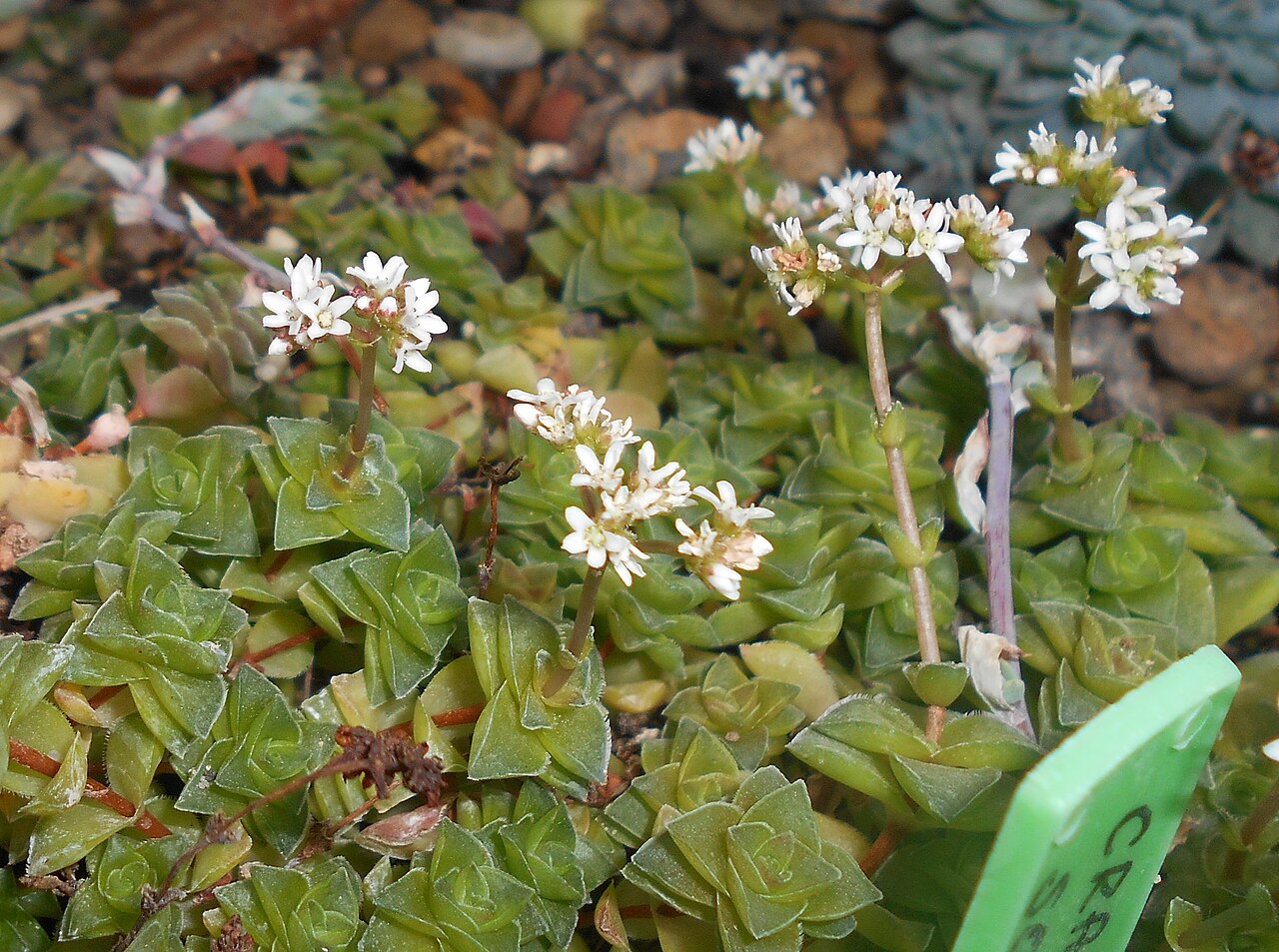 Crassula socialis: Crassula socialis , Ogród Botaniczny UMCS w Lublinie.