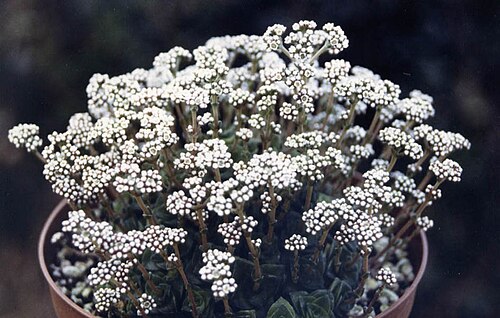 Crassula socialis: Crassula socialis