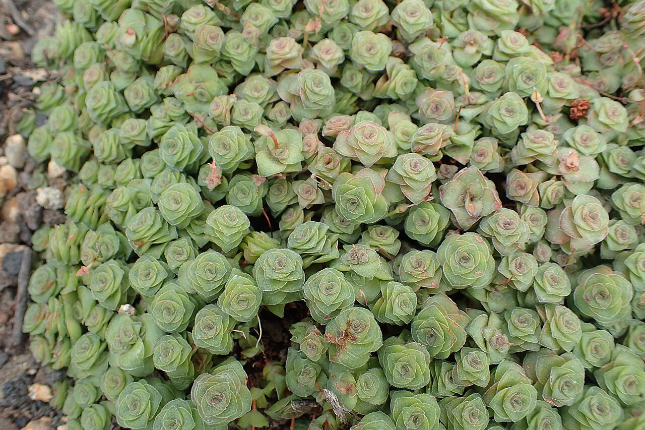 Crassula socialis: Crassula socialis in the Botanischer Garten, Berlin-Dahlem
