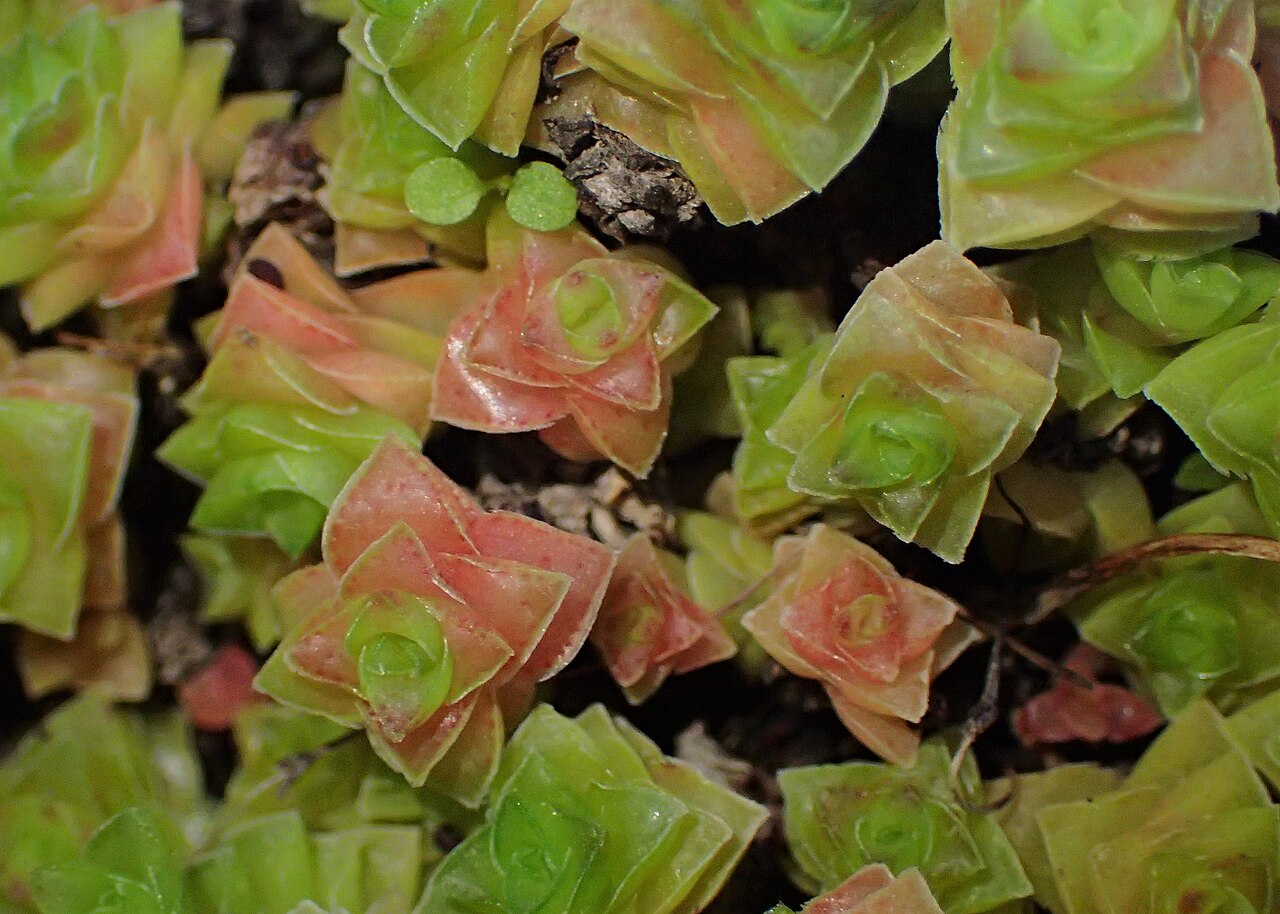 Crassula socialis: Crassula socialis in Botanical Garden of PBA Institute in Bydgoszcz