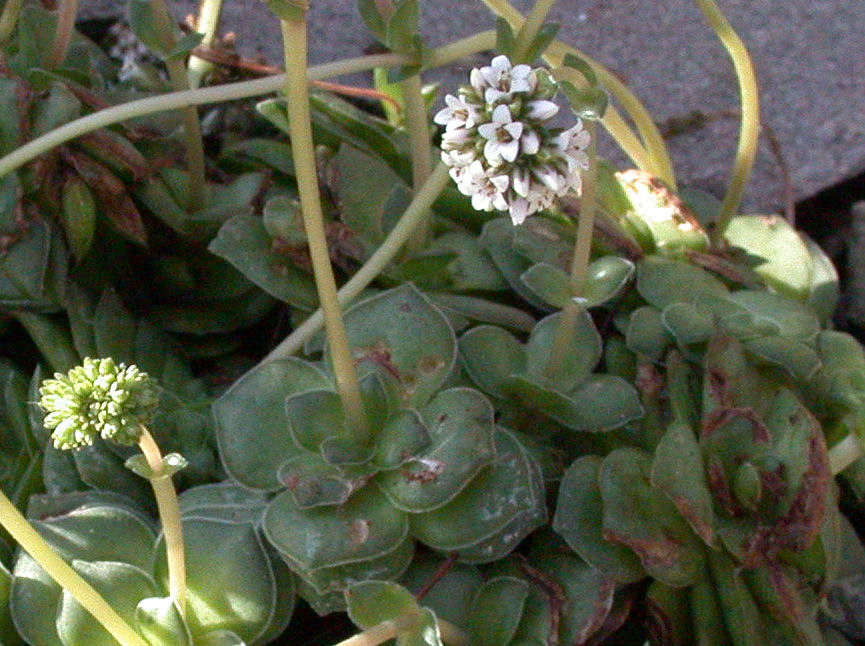 Crassula socialis: Specimen labelled: "Crassula socilais. Crassulaceae. Temp S Africa."