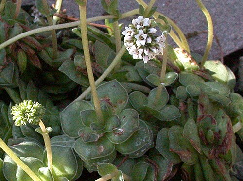 Crassula socialis: Specimen labelled: "Crassula socilais. Crassulaceae. Temp S Africa."
